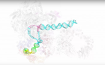 Digital visualization of double-stranded DNA