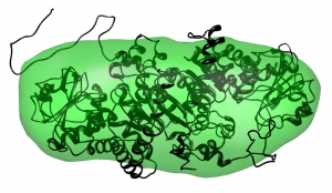 A close-up view of a protein from Pyrococcus furiosis. The shape from a SAXS ana