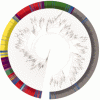 Circular graph representing findings from the Human Microbiome Project