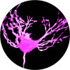 Bright pink Neuron Image courtesy of The Allen Institute for Brain Science 
