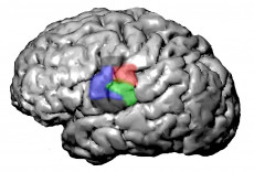 Color graphic of a human brain
