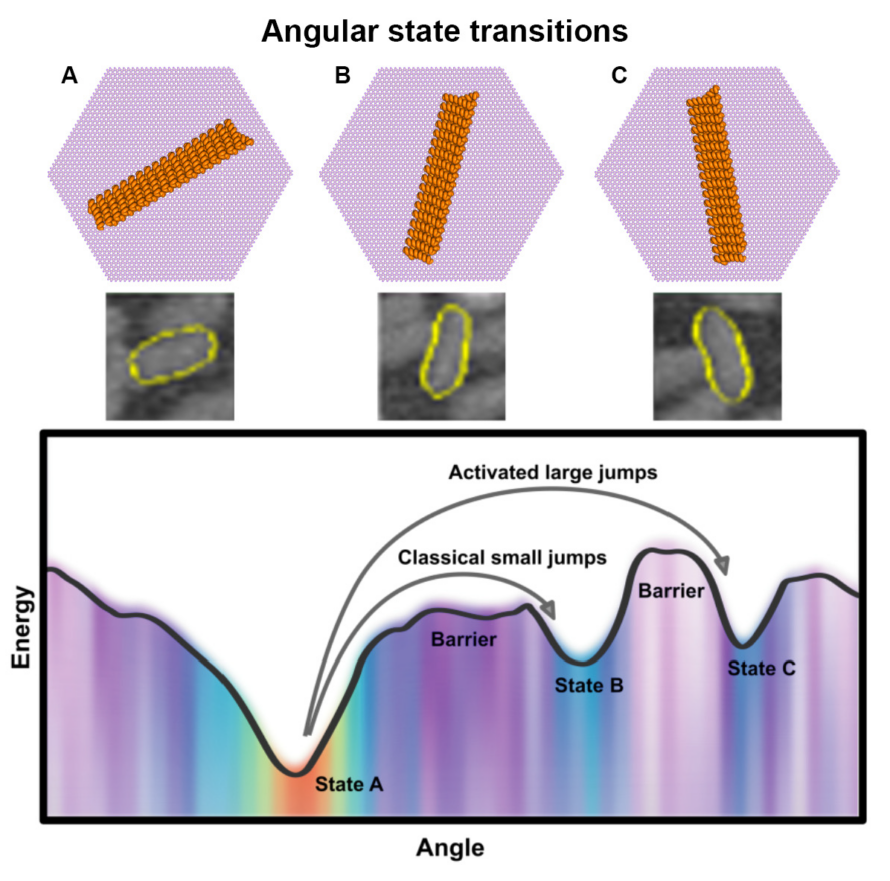 Schematic of angular states and HS-AFM snapshots of protein nanorods in their energetically preferred orientations, corresponding to specific directions of the mineral lattice. Orientational free energy landscape and heat map of relative populations at each angle determined from deep learning analysis of HS-AFM data. (Credit: Stephane A. King, PNNL)