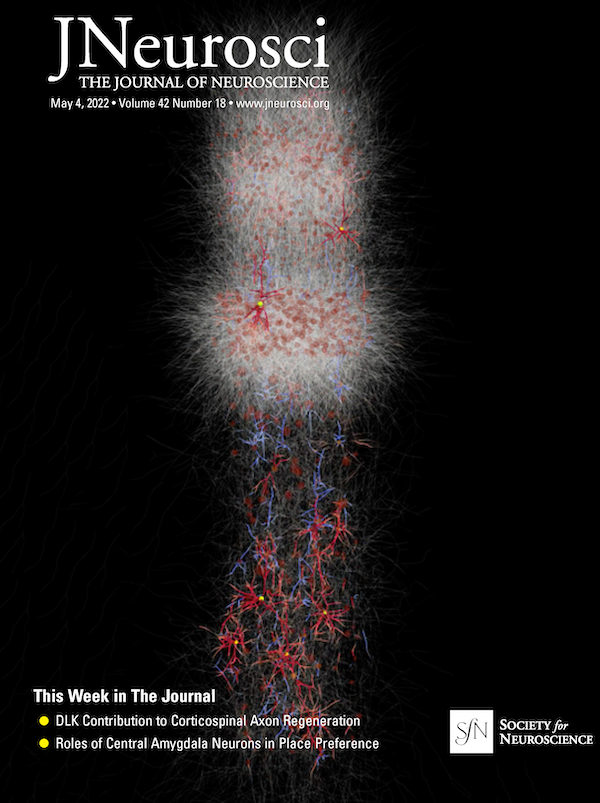 Rendering of a full-scale biophysically detailed model of a cortical column. The simulation had ~30,000 neurons and ~30,000,000 compartments. The color indicates the flow of current through compartments. The visualization was created by Burlen Loring, Lawrence Berkeley National Laboratory. (Credit: Burlen Loring, Berkeley Lab)