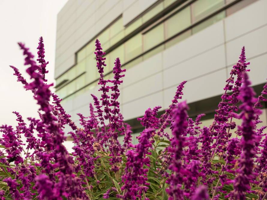 Calming spring flowering plants are photographed in close-up near an LBNL building.