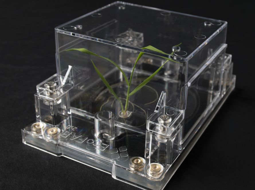A small green plant growing inside a transparent, rectangular plastic chamber with metal fasteners, placed on a black background.
